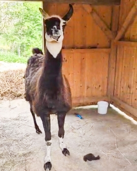 Lama