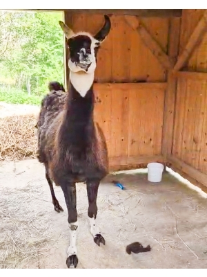 Lama